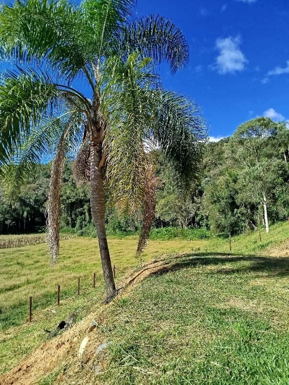  vendo Sítio em Santo Amaro da Imperatriz  - Foto 3