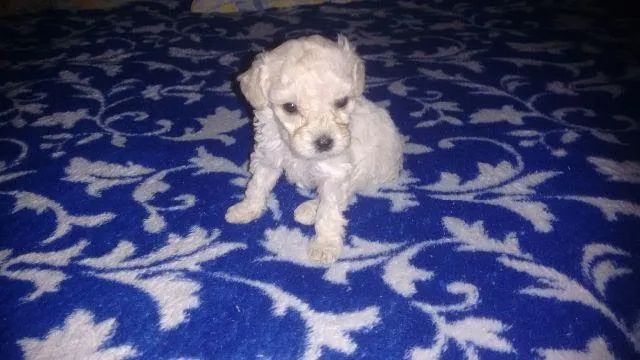 Poodle micro de vdd  - Foto 2