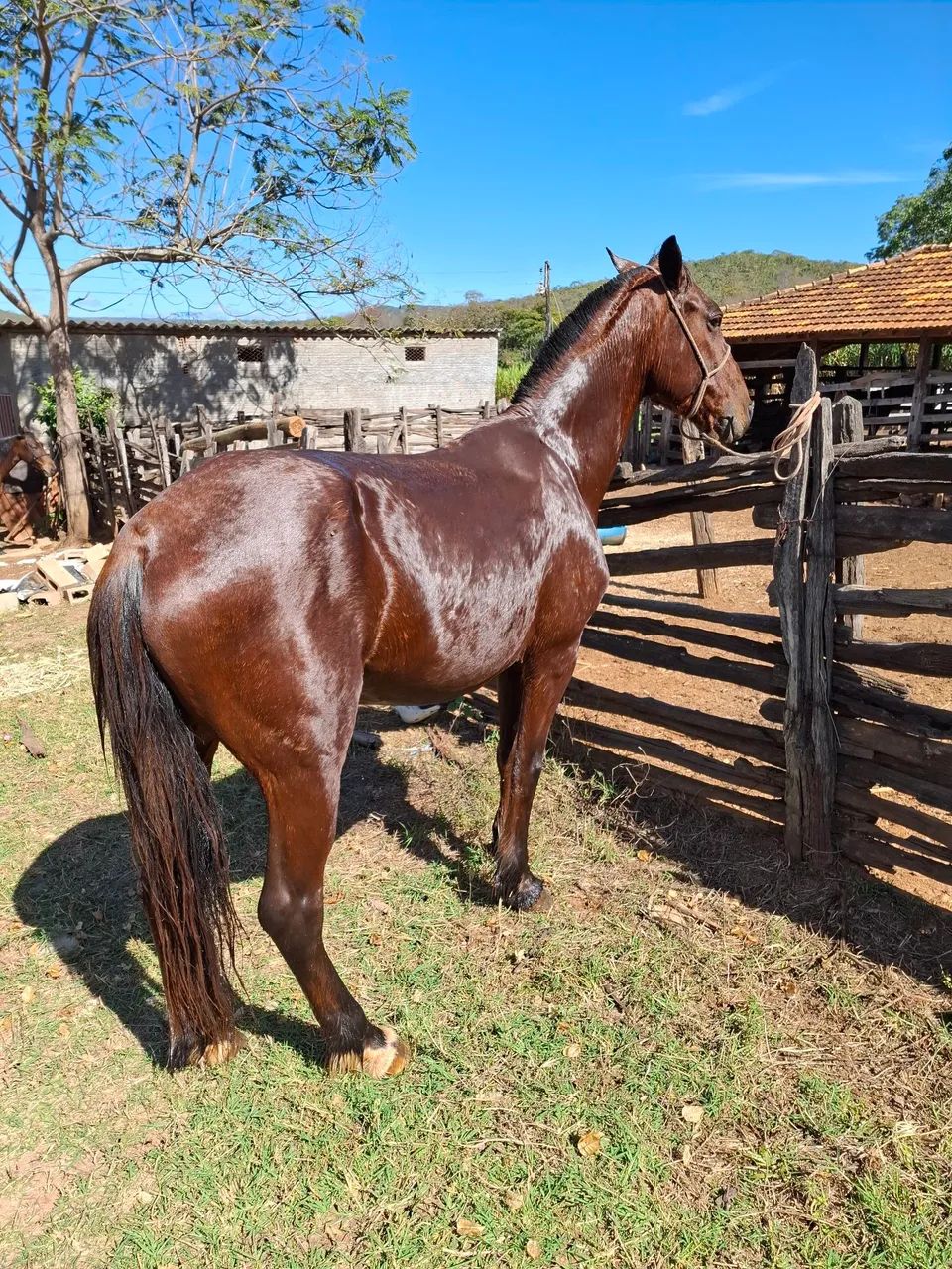 Cavalo SHOW - Foto 3