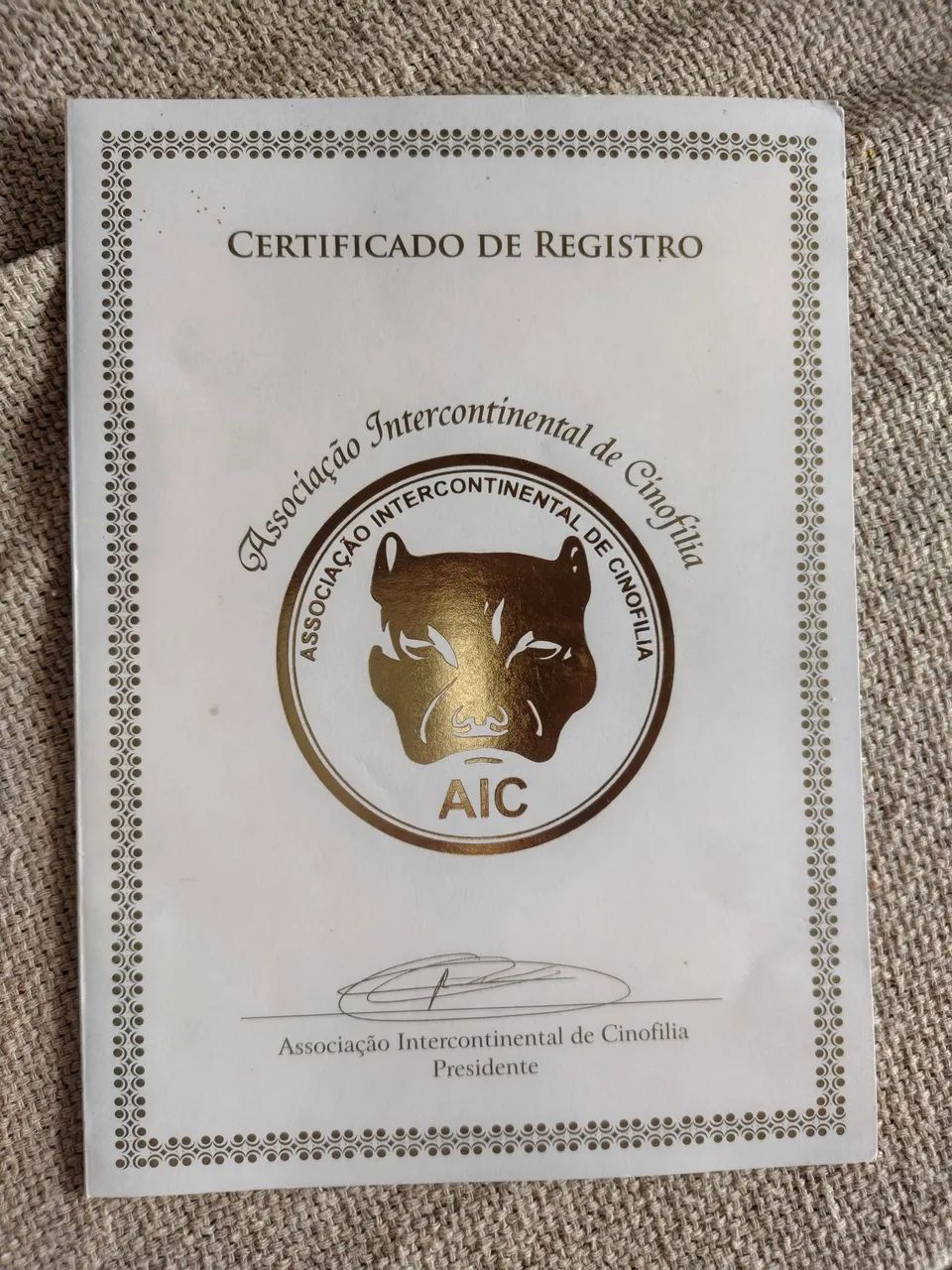 Cachorra Pitbull  - Foto 3