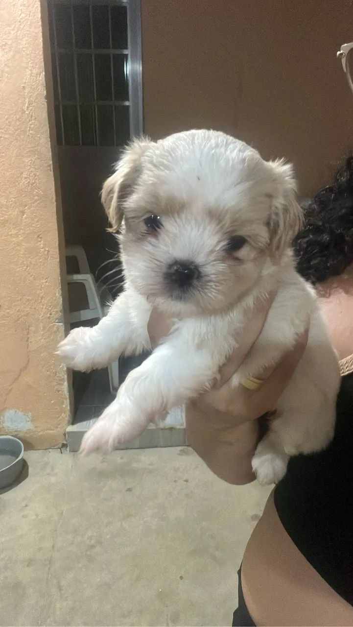 Cachorro lhasa Apso
