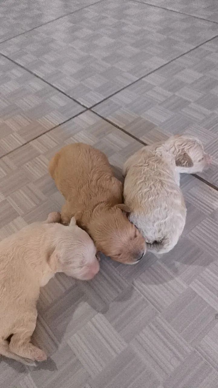 Vendo filhostes de poodle  - Foto 4