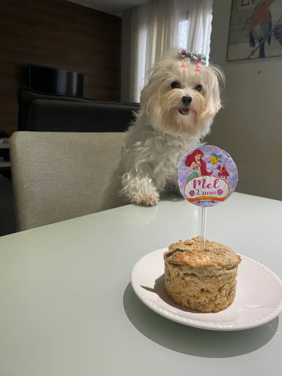 Animais de estimação  - Foto 2