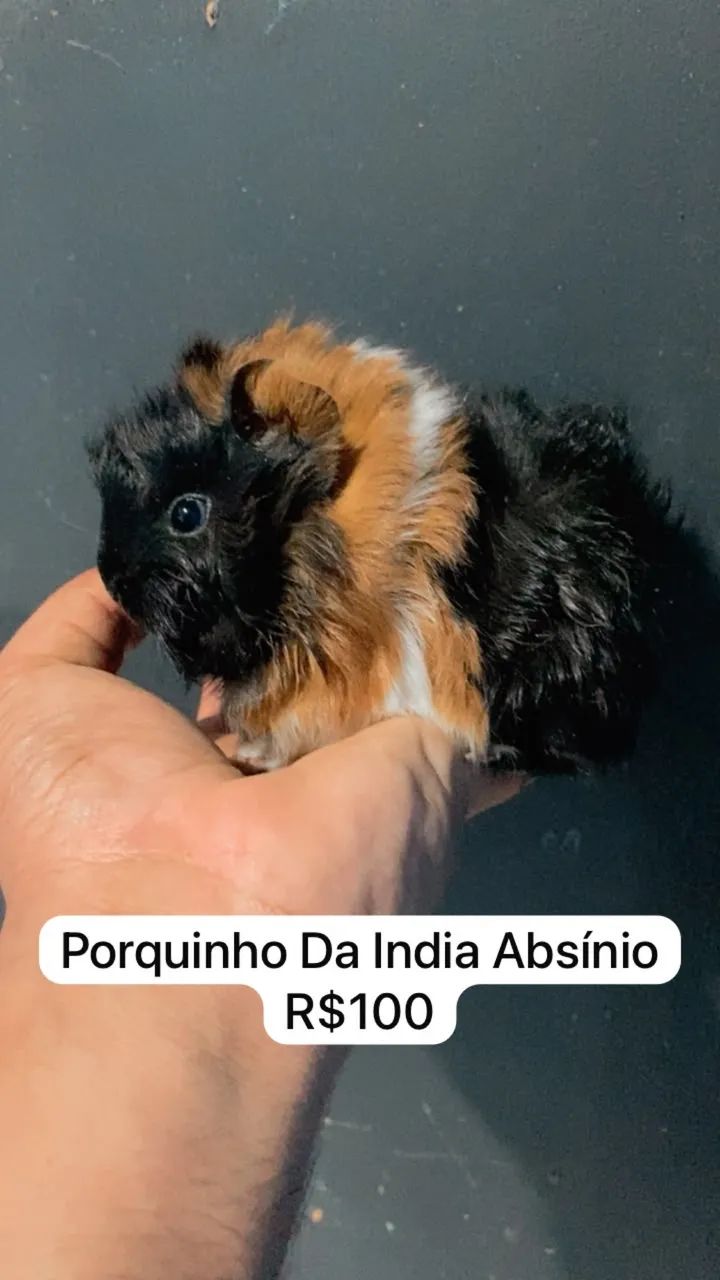 Porquinhos-da-índia Absínio 