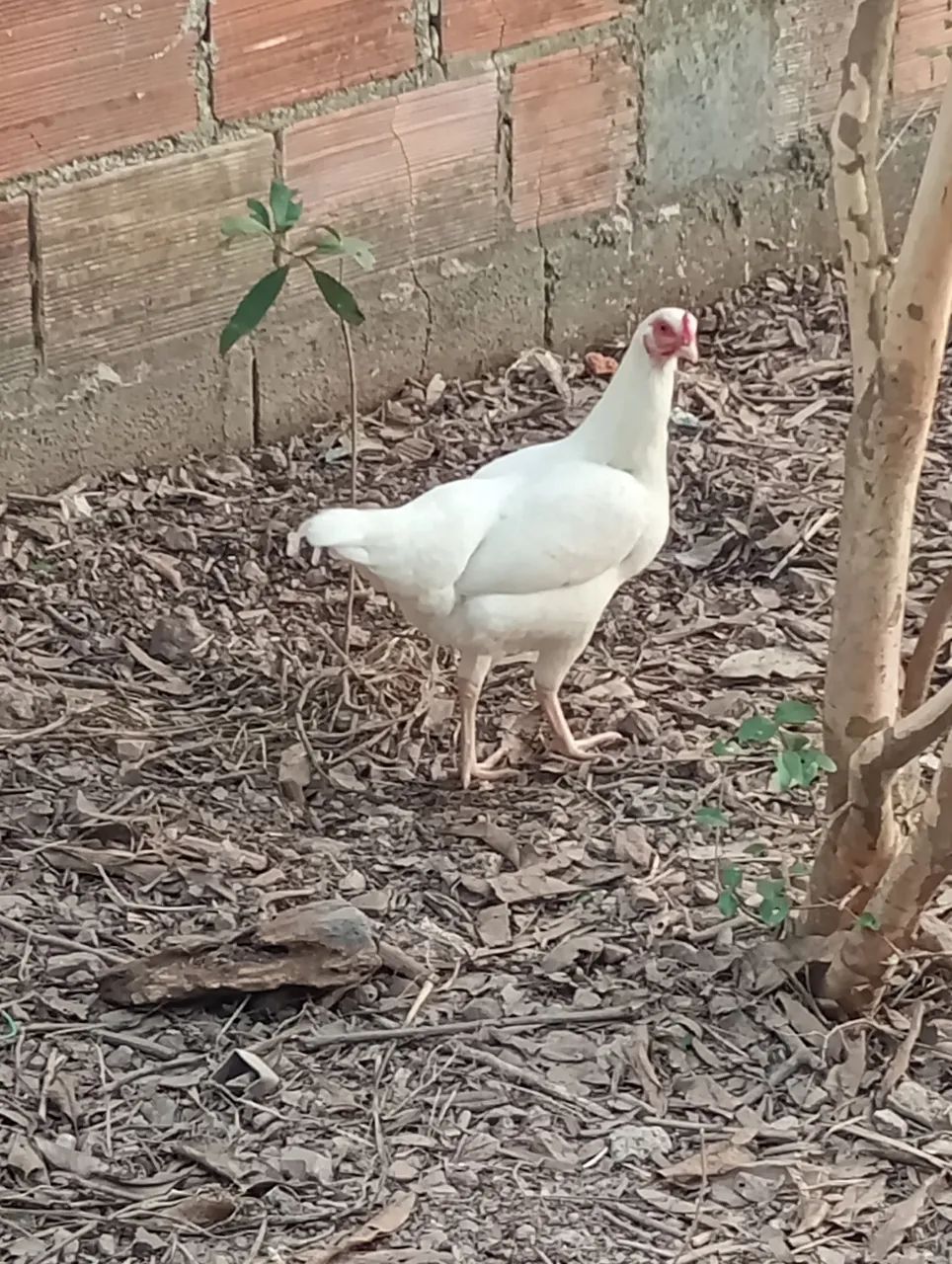 Vendo 4 Galinhas caipira  - Foto 5