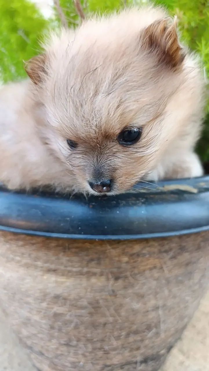 Lulu Spitz  - Foto 4