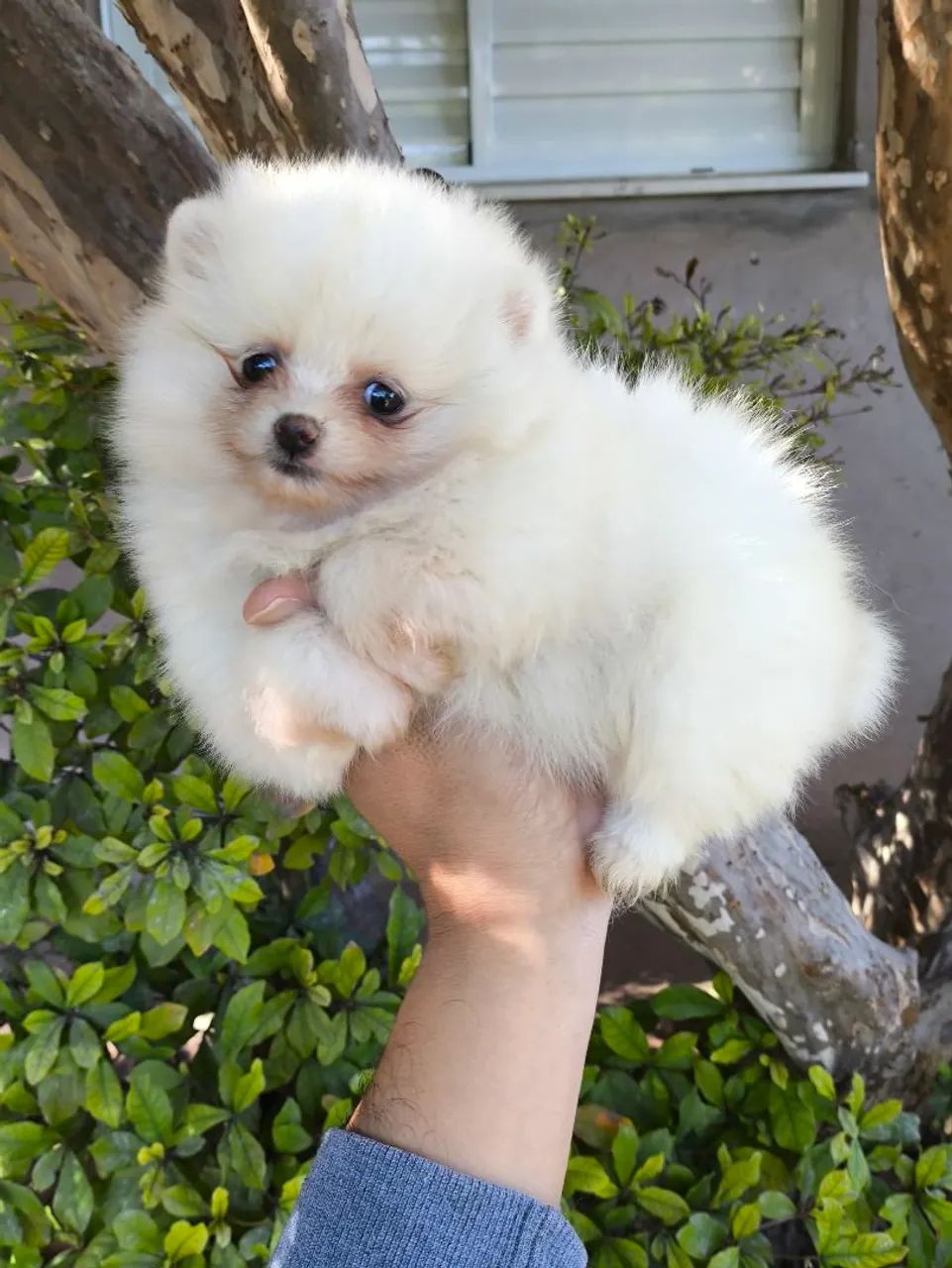 Spitz alemão 