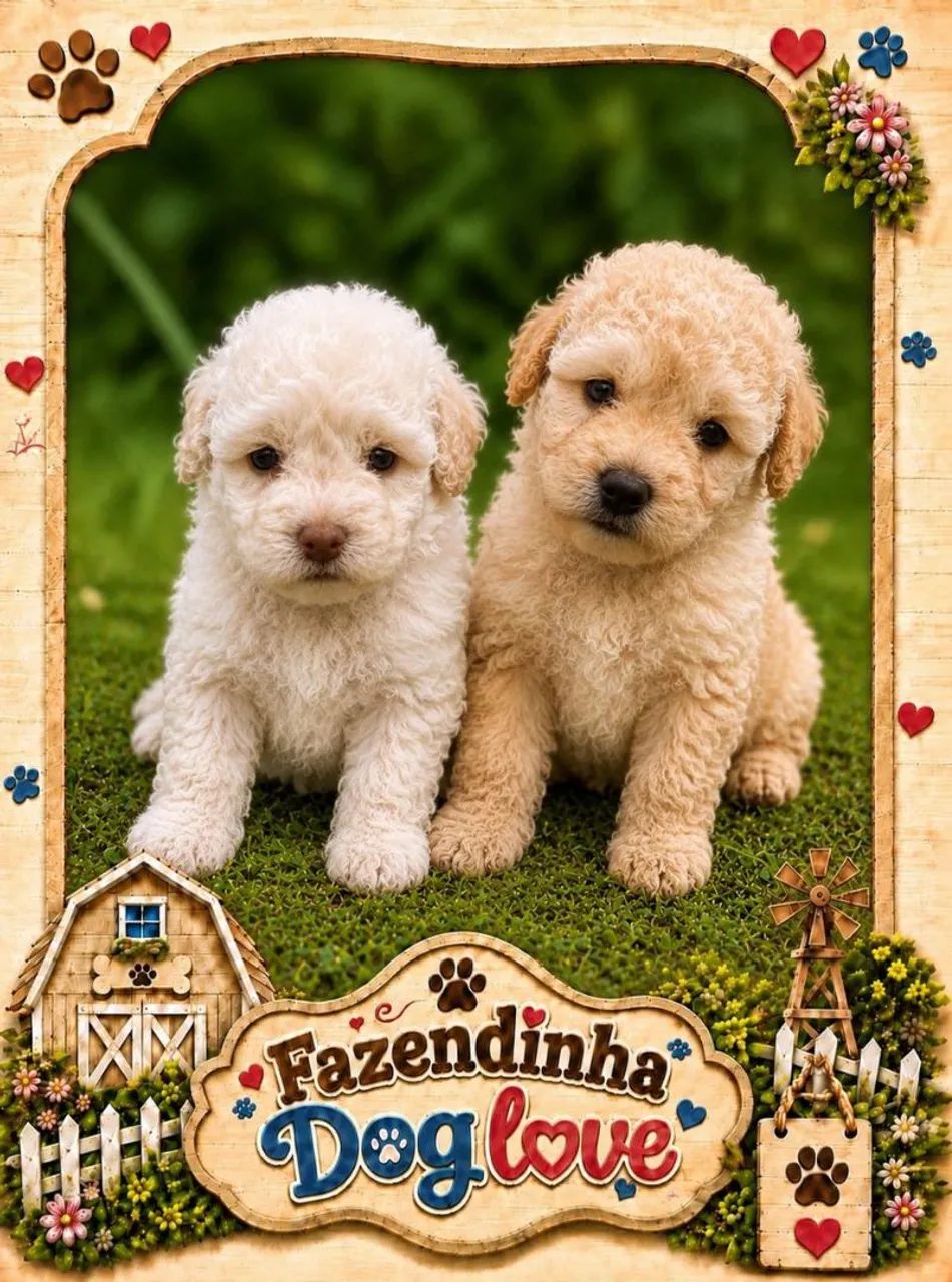 Poodles - Foto 3