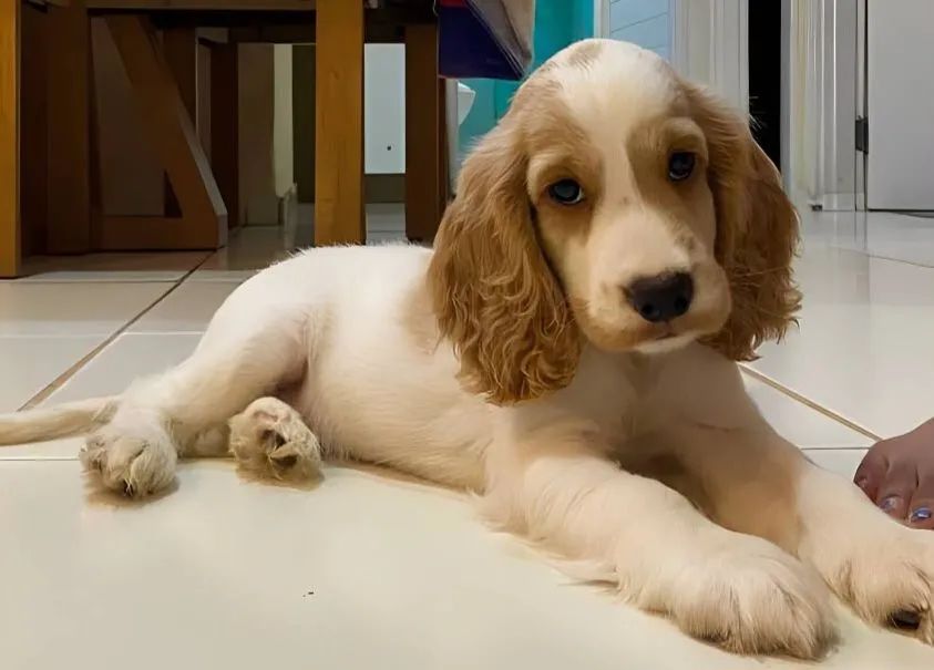 Cachorro 