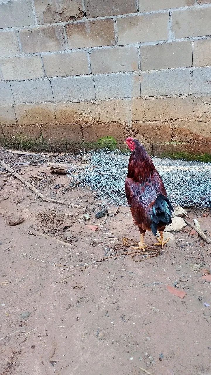 Galinhas e Galos  - Foto 4