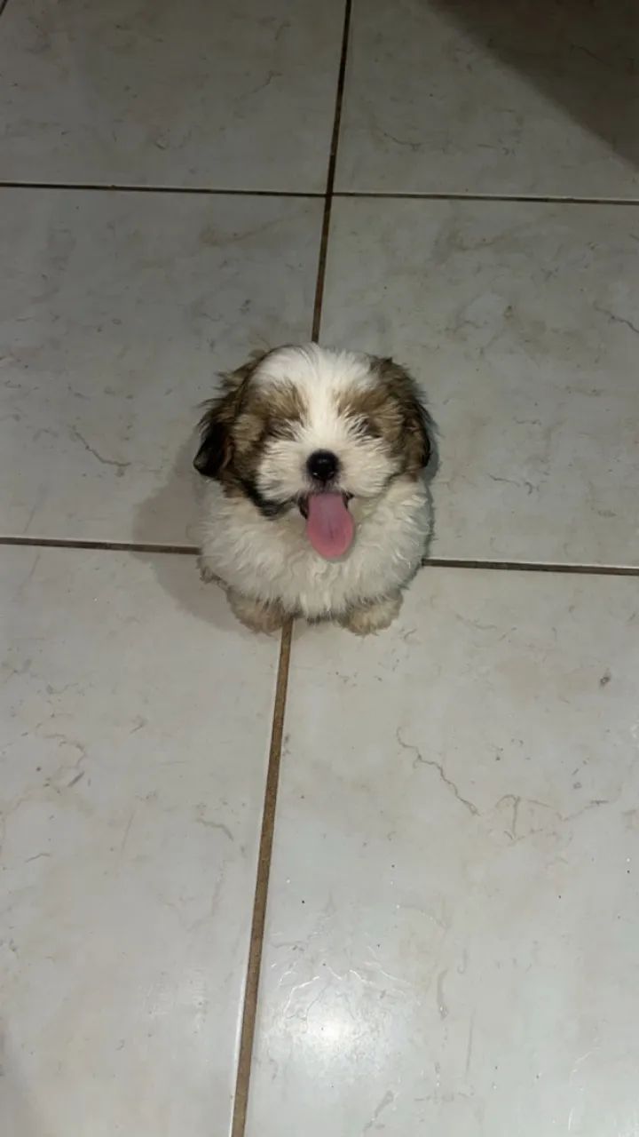 Lhasa Apso Cachorro filhote 