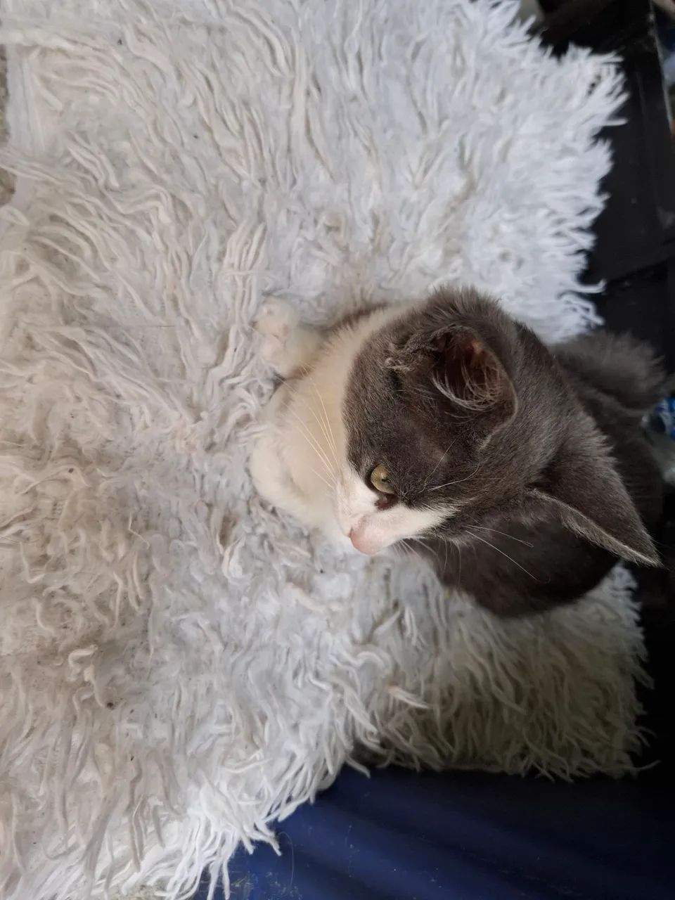 Doa se  gatinha uns 2 meses super saudável  - Foto 3