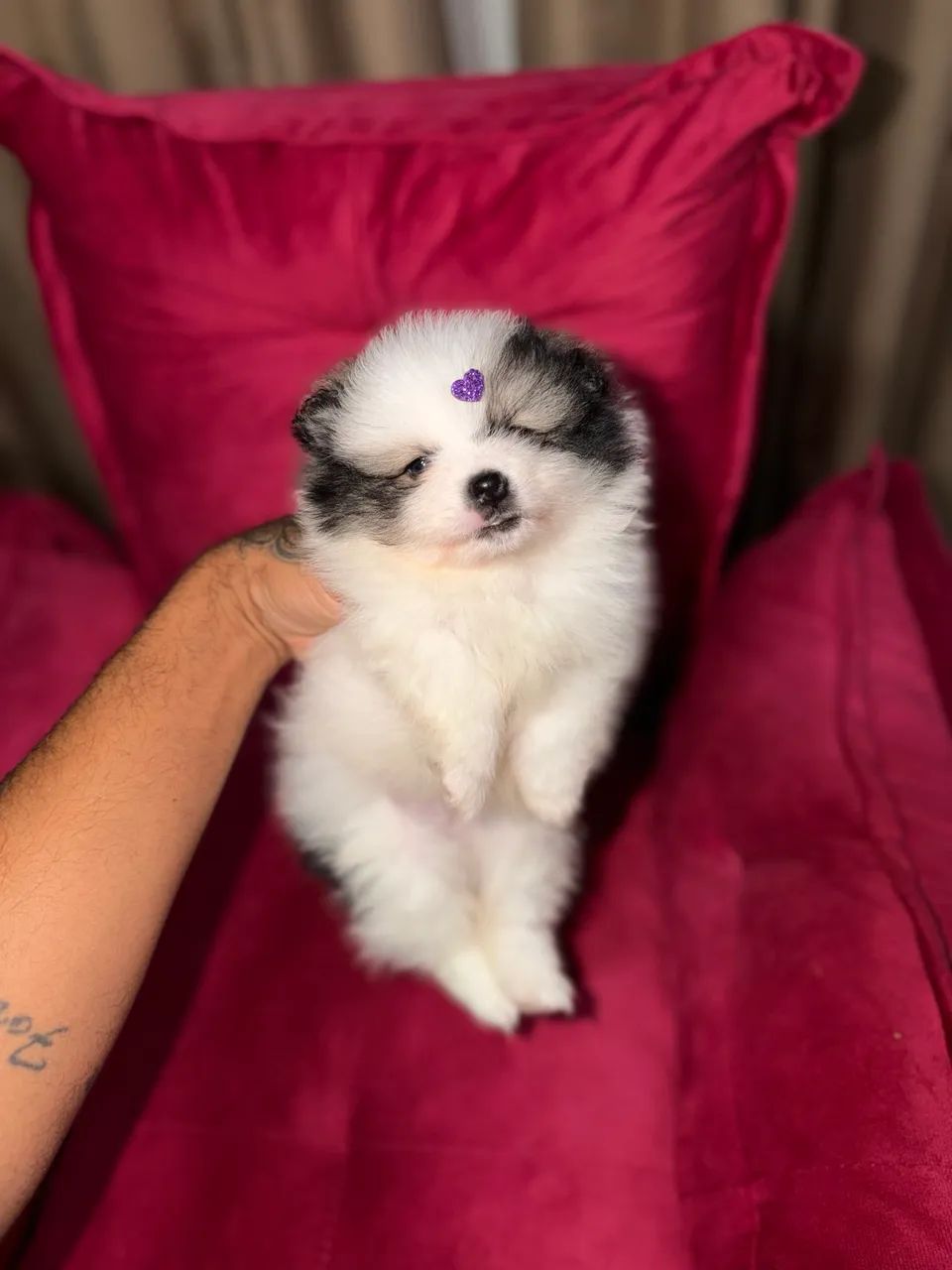 Spitz alemão anão  - Foto 2