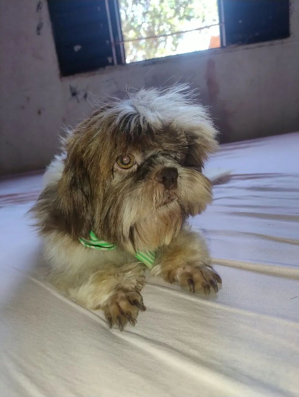 Vendo Shitzu macho 2 ano  - Foto 2