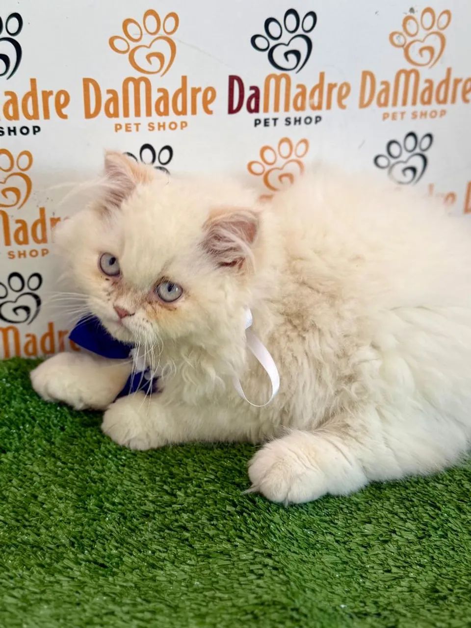 Gato Persa Da Madre Pet Shop 