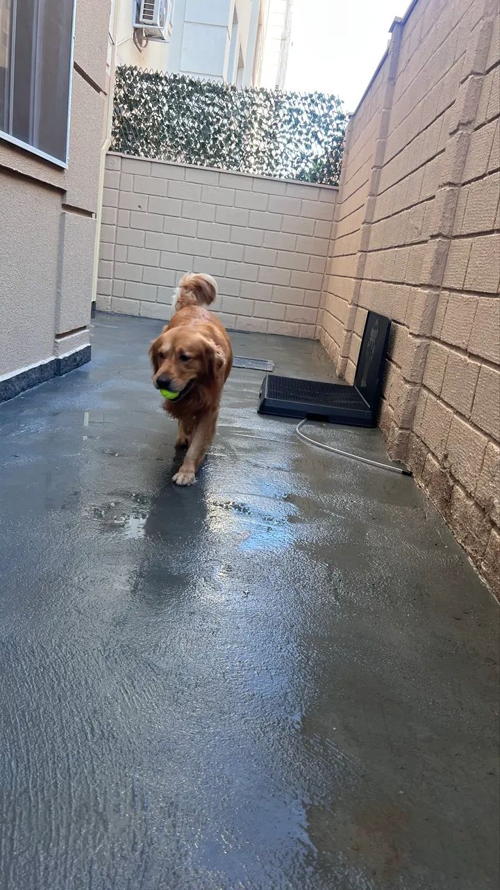 WeasyDog (Banheiro para cães) - Foto 3