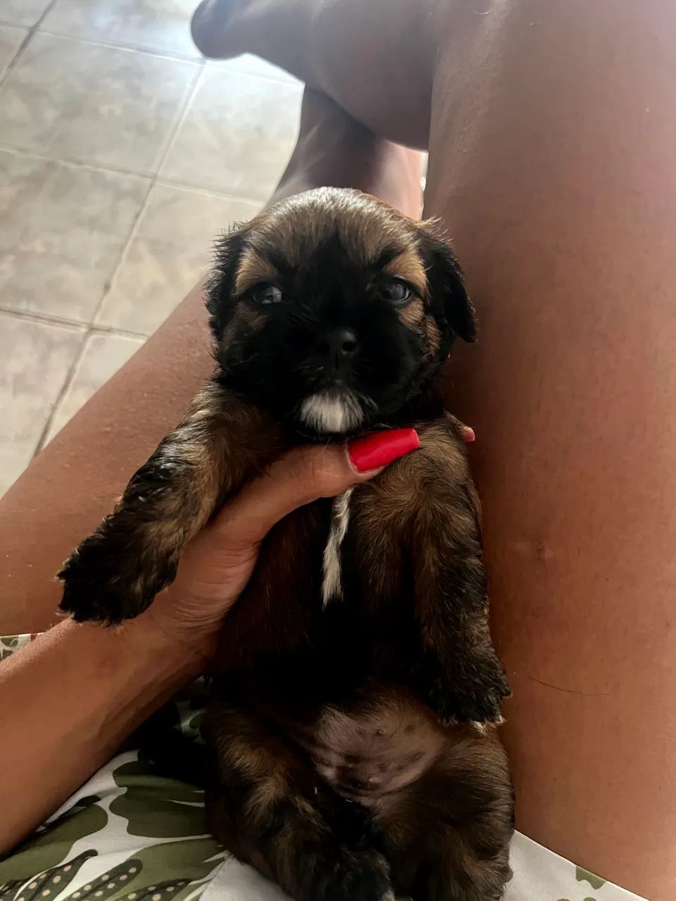 Cachorras Shih tzu com poodle - Foto 4