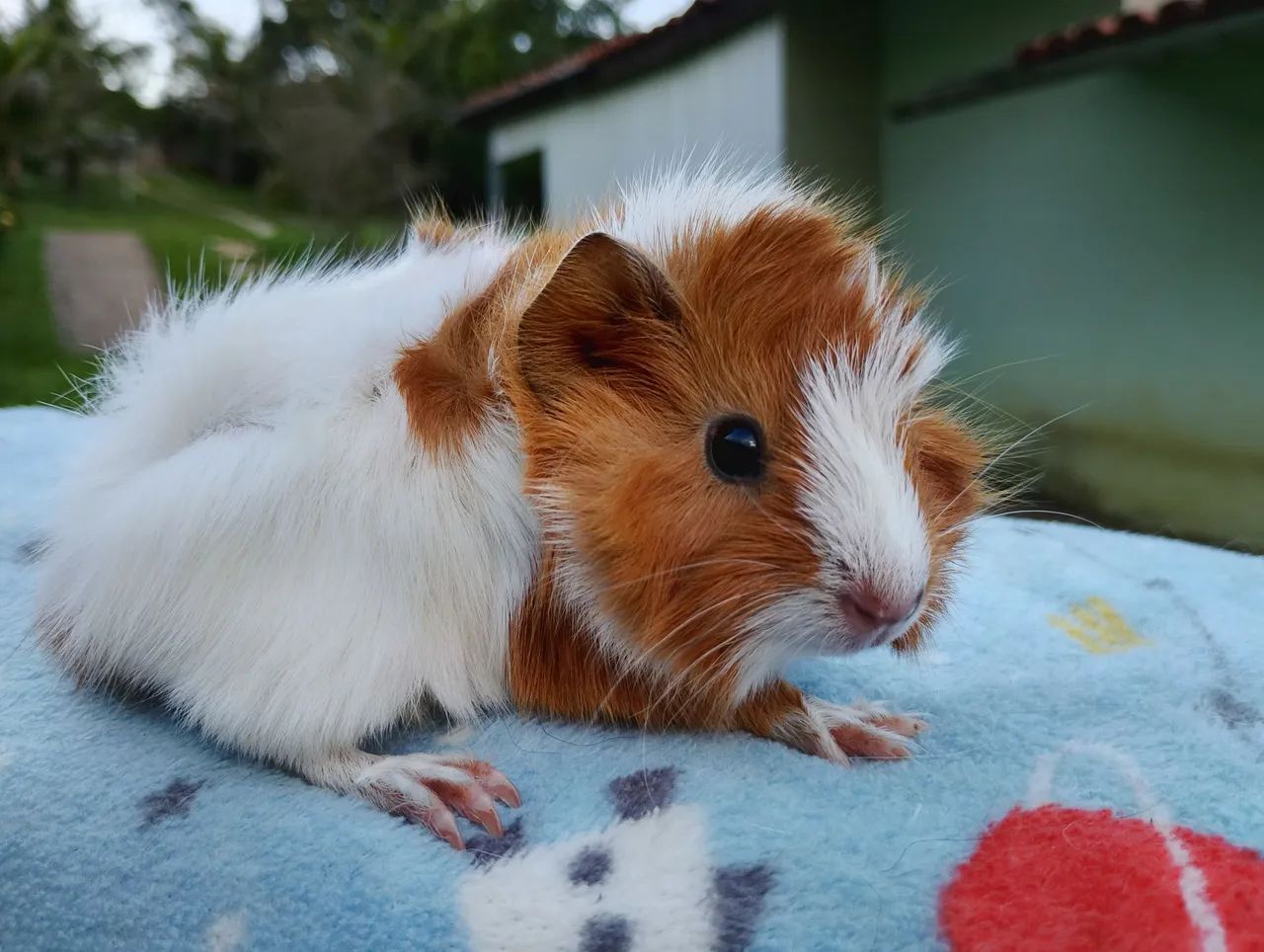 Porquinho da índia abissínio  - Foto 4