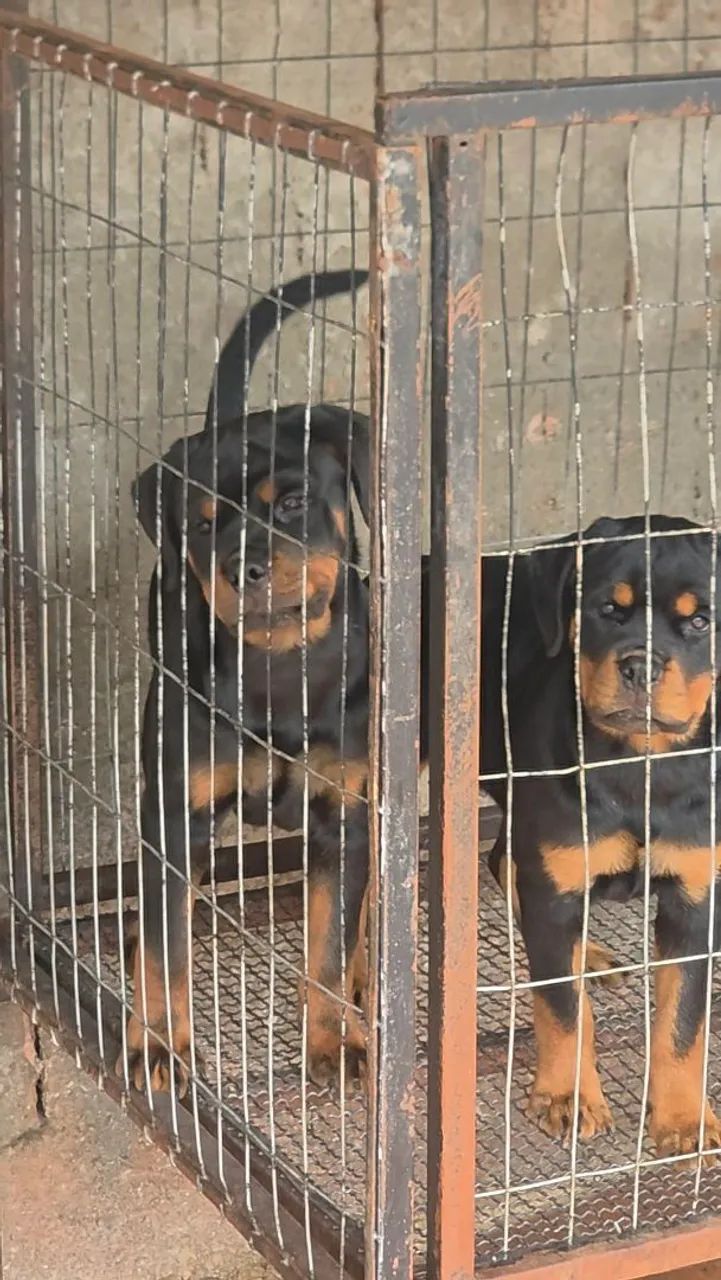 Filhotes de Rottweiler 