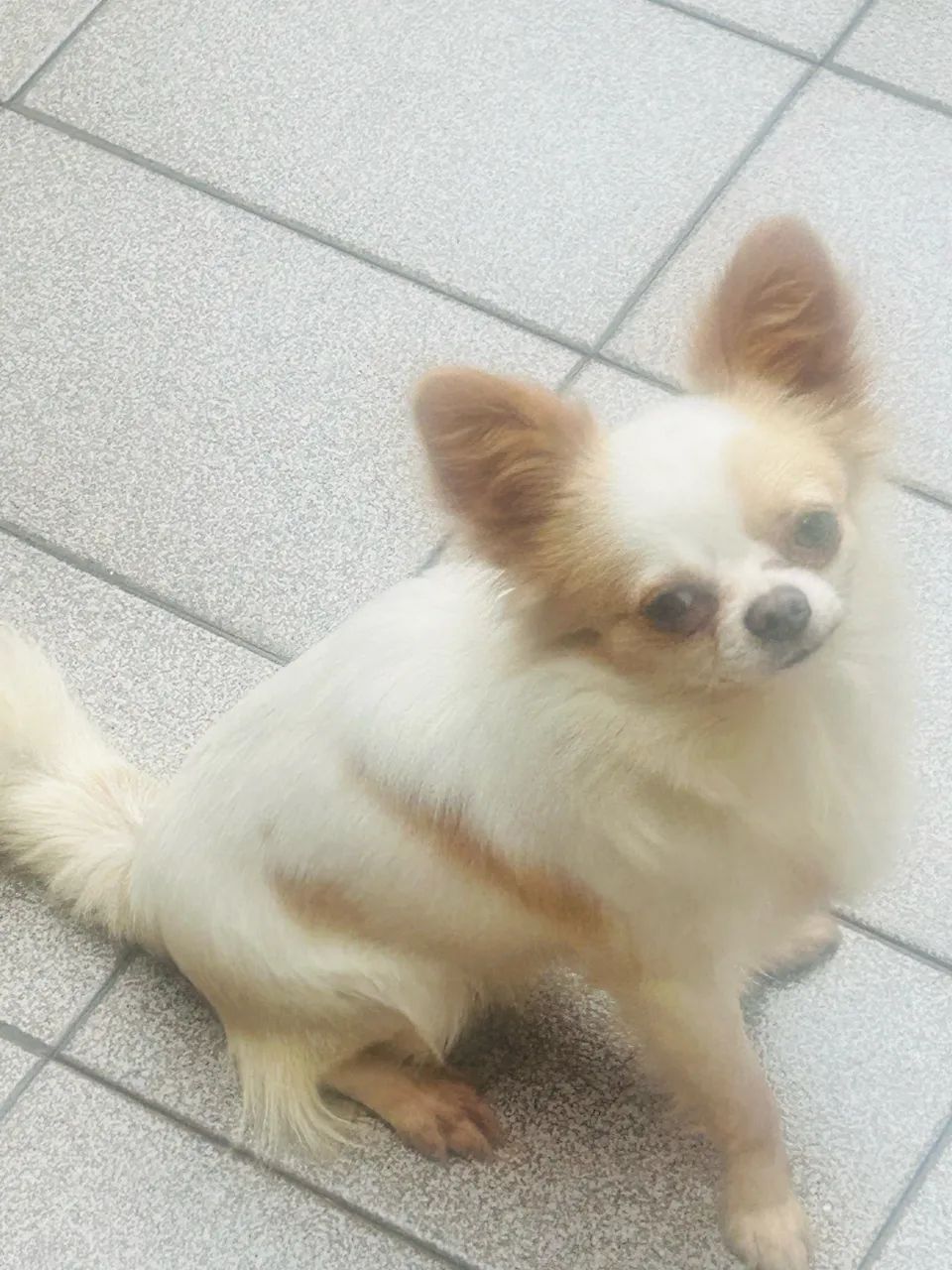 Chihuahua  - Foto 3