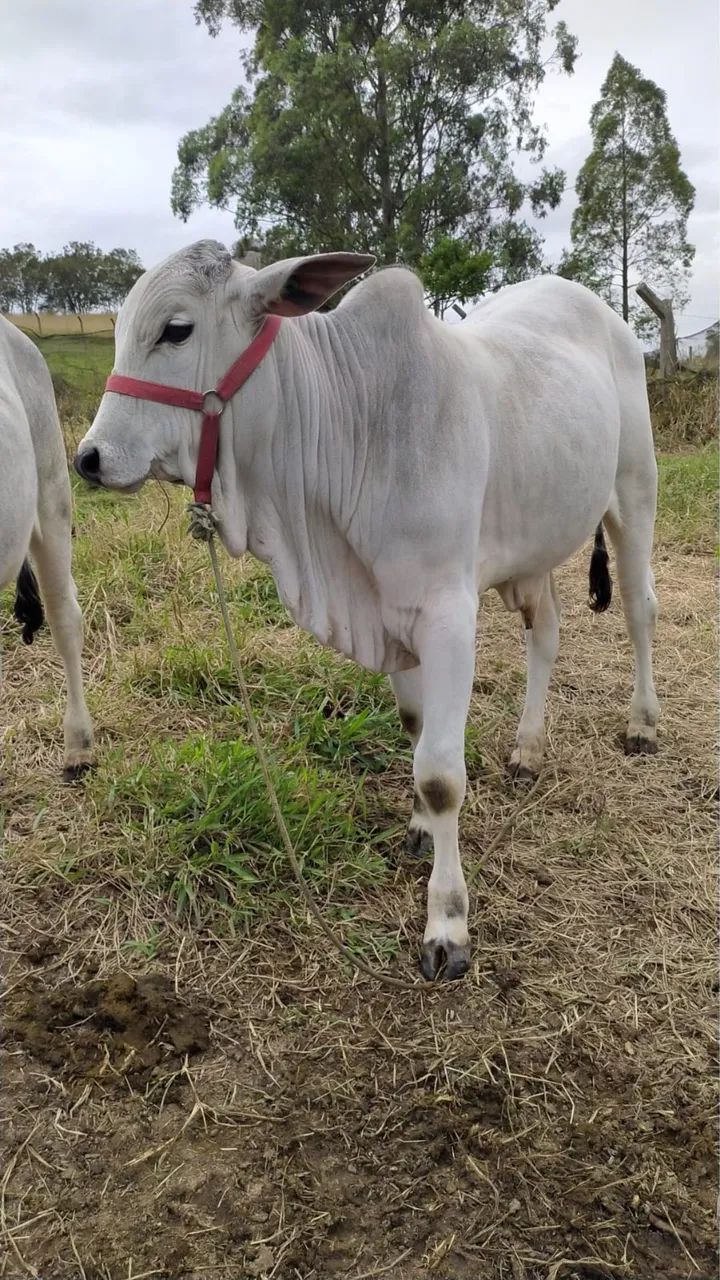 Vendo 2 bois - Foto 4