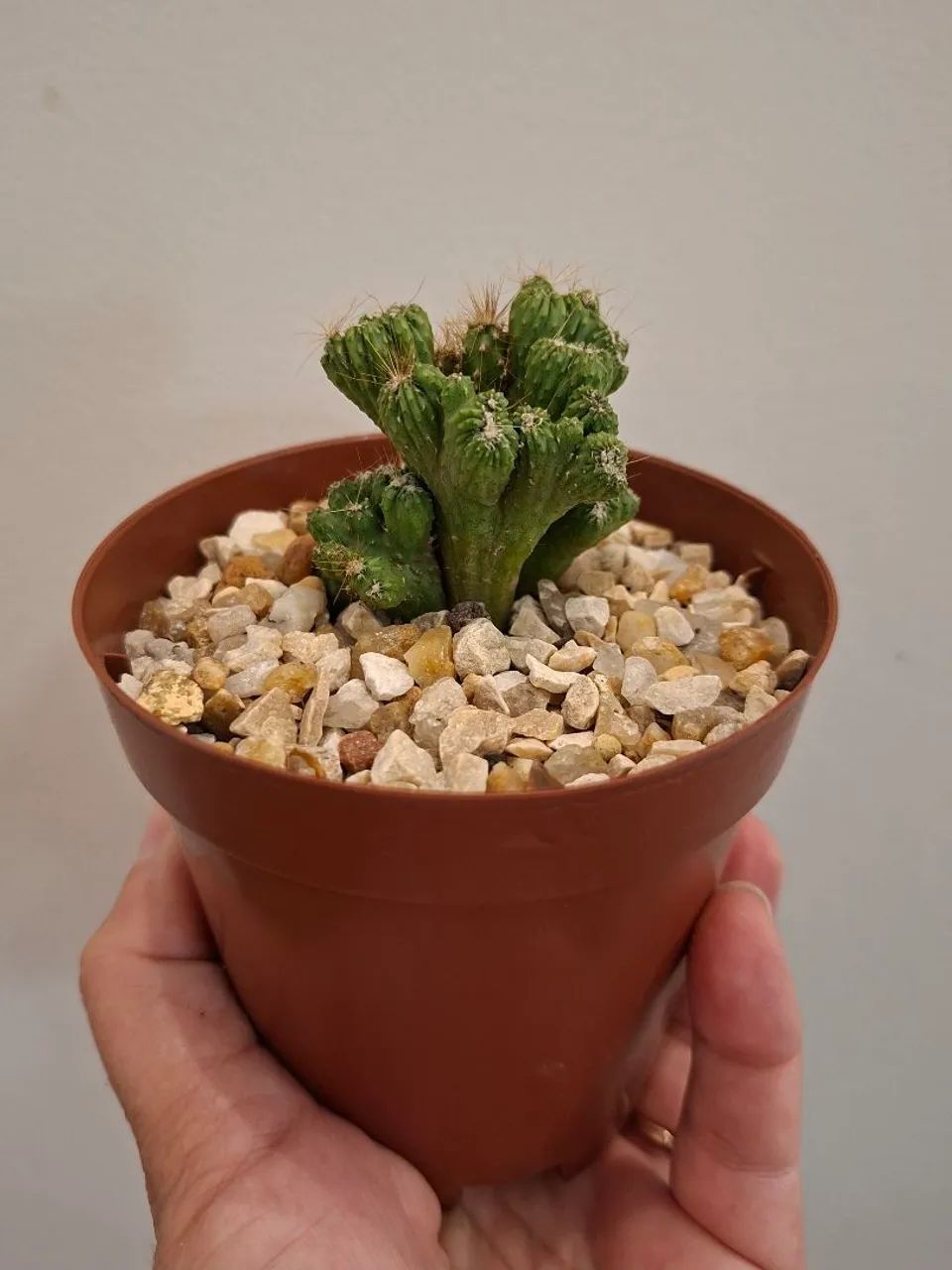 Kit de cactos 1 - Foto 4