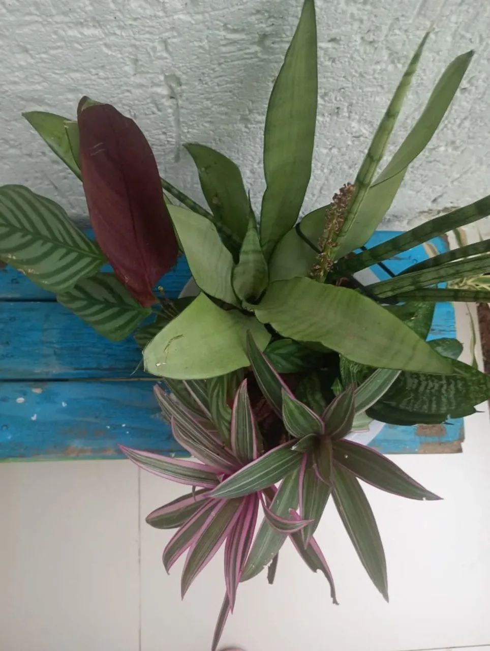 Vendo plantas  - Foto 4