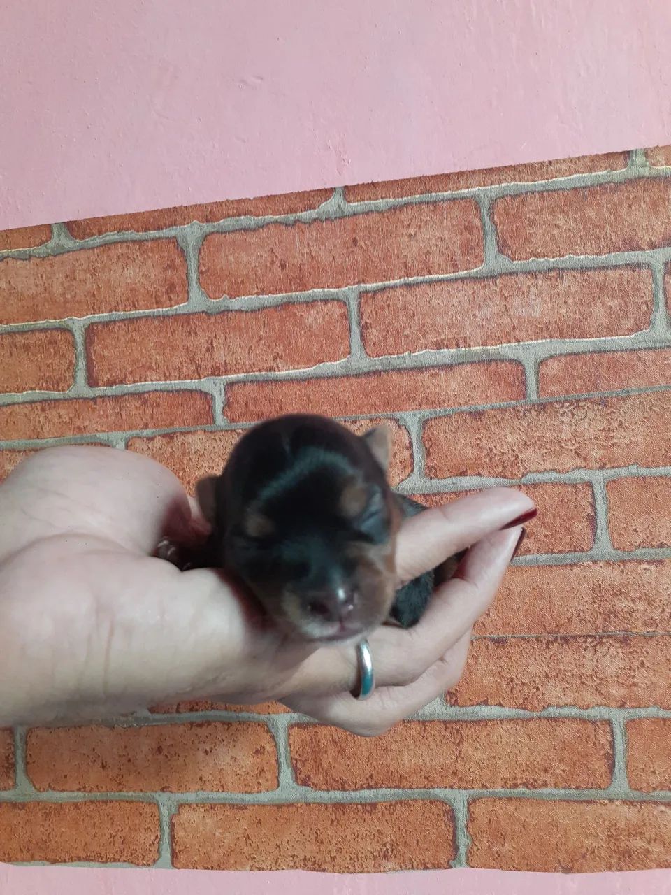 Yorkshires Terrier Babys - Foto 4
