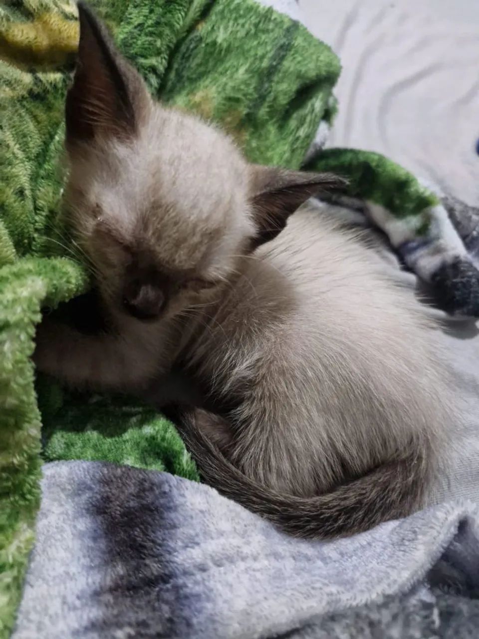 Gatos mestiços para doação  - Foto 2