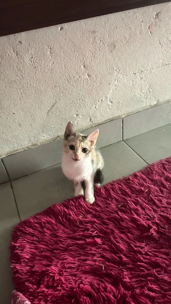 Doa-se gatinha  - Foto 3