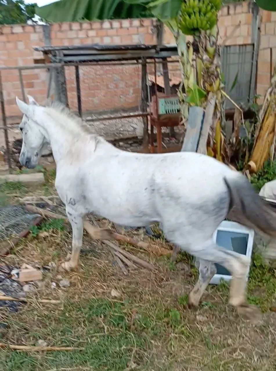 Cavalo castrado  - Foto 2