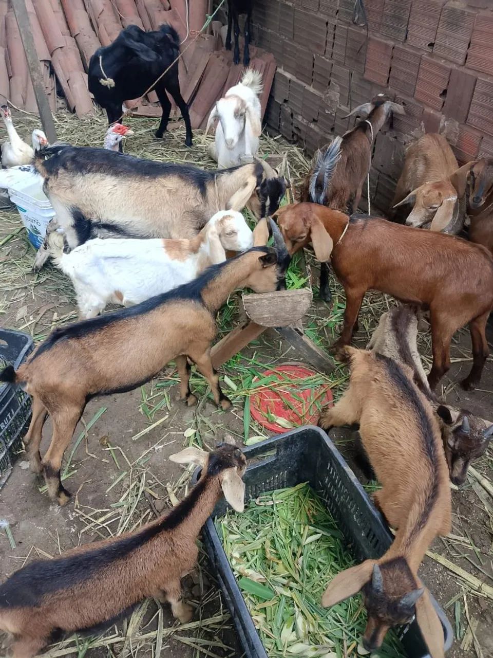 Cabrito  - Foto 4