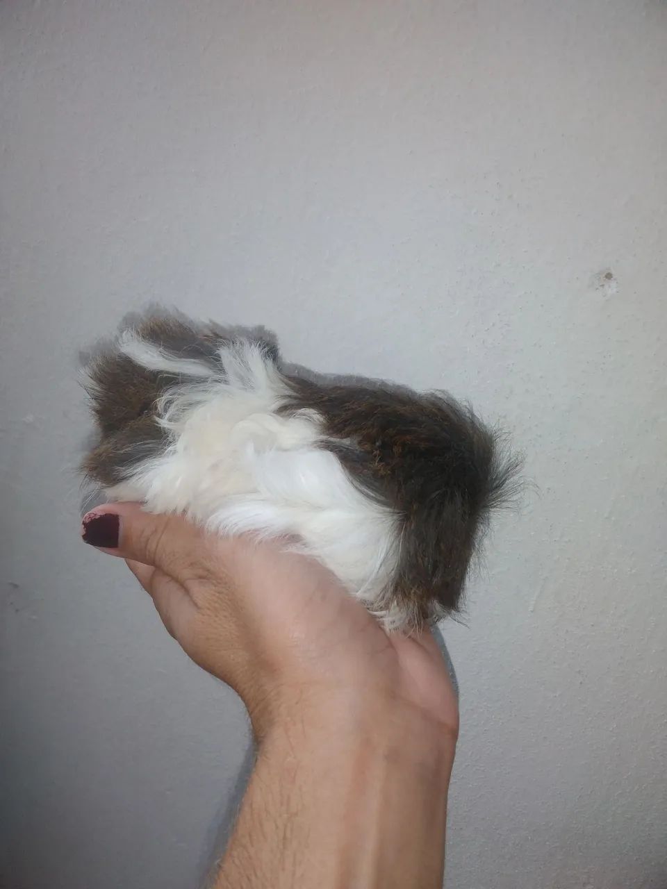 Porquinho da india Peruano  - Foto 2