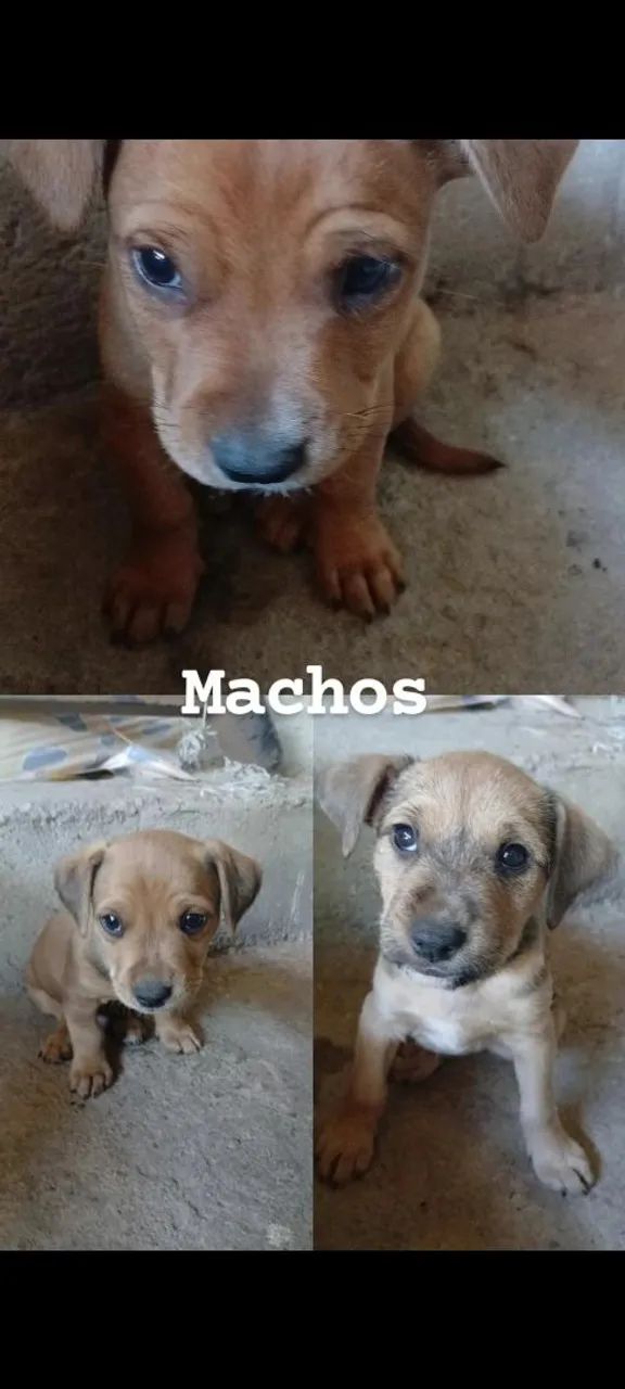 Doação de filhotes
