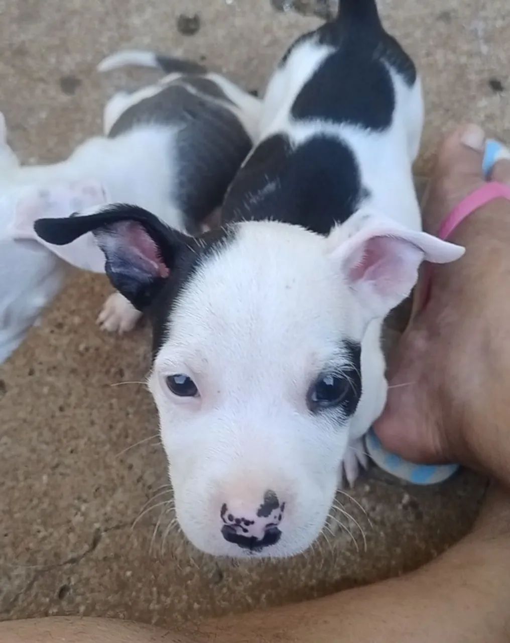 Filhotes de pitbull - Foto 2