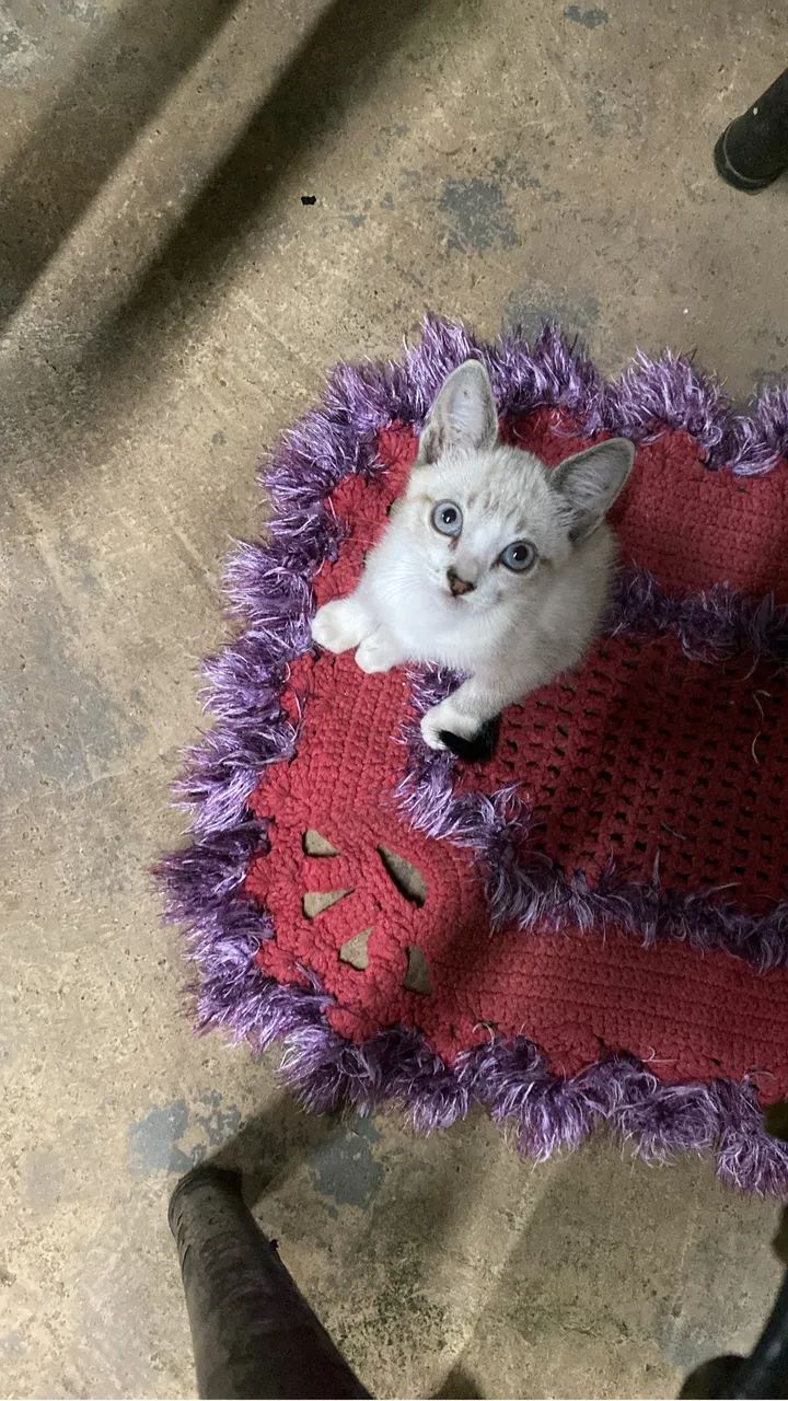 Doacao gato