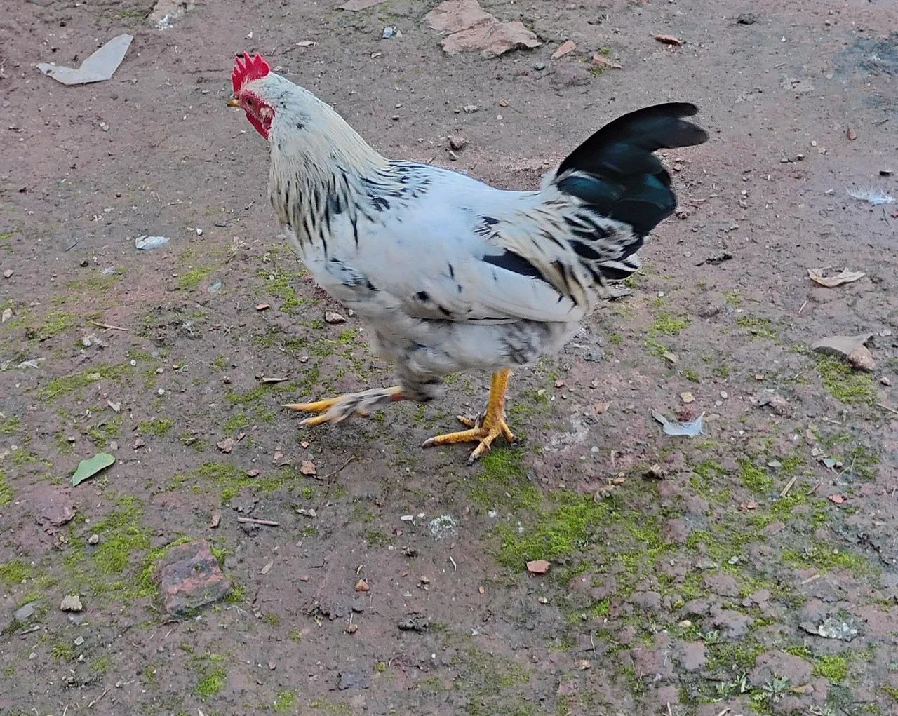 Frangos a venda ou troca  - Foto 3