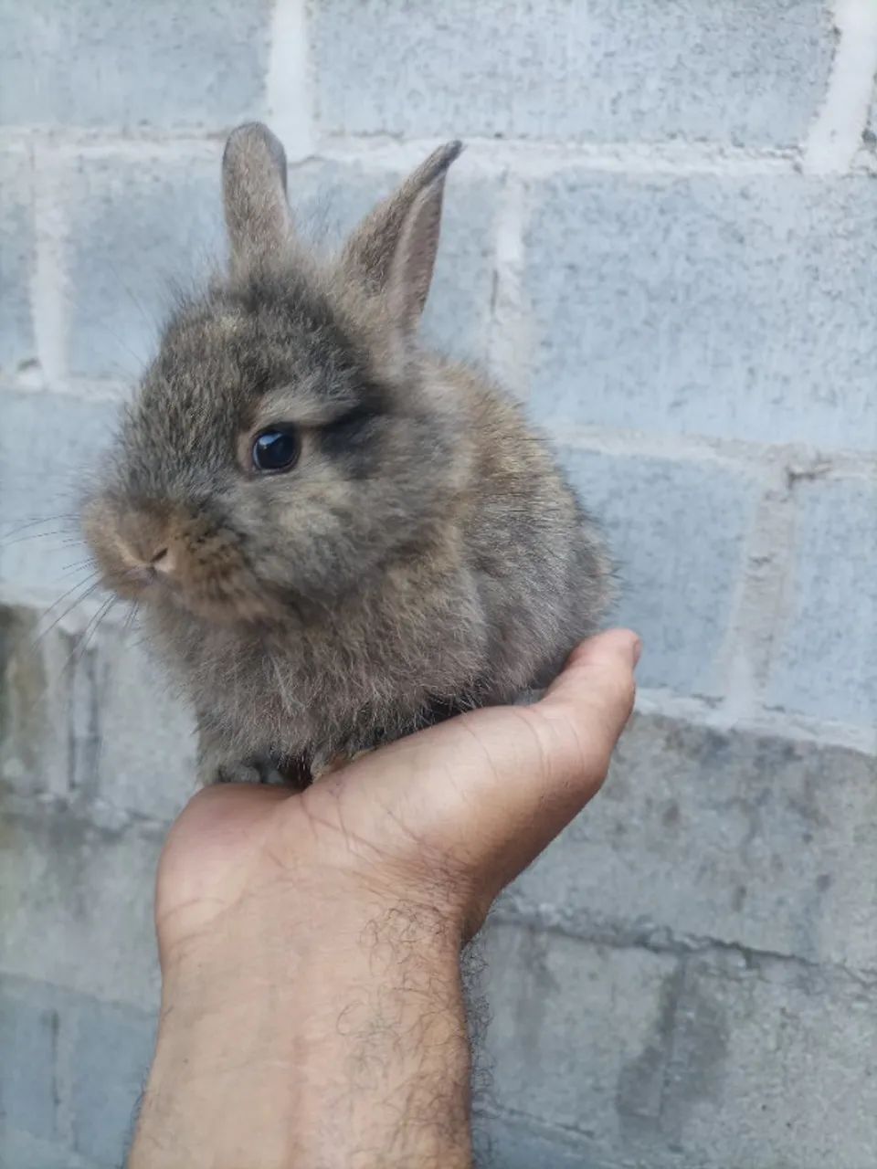 Mini laon 