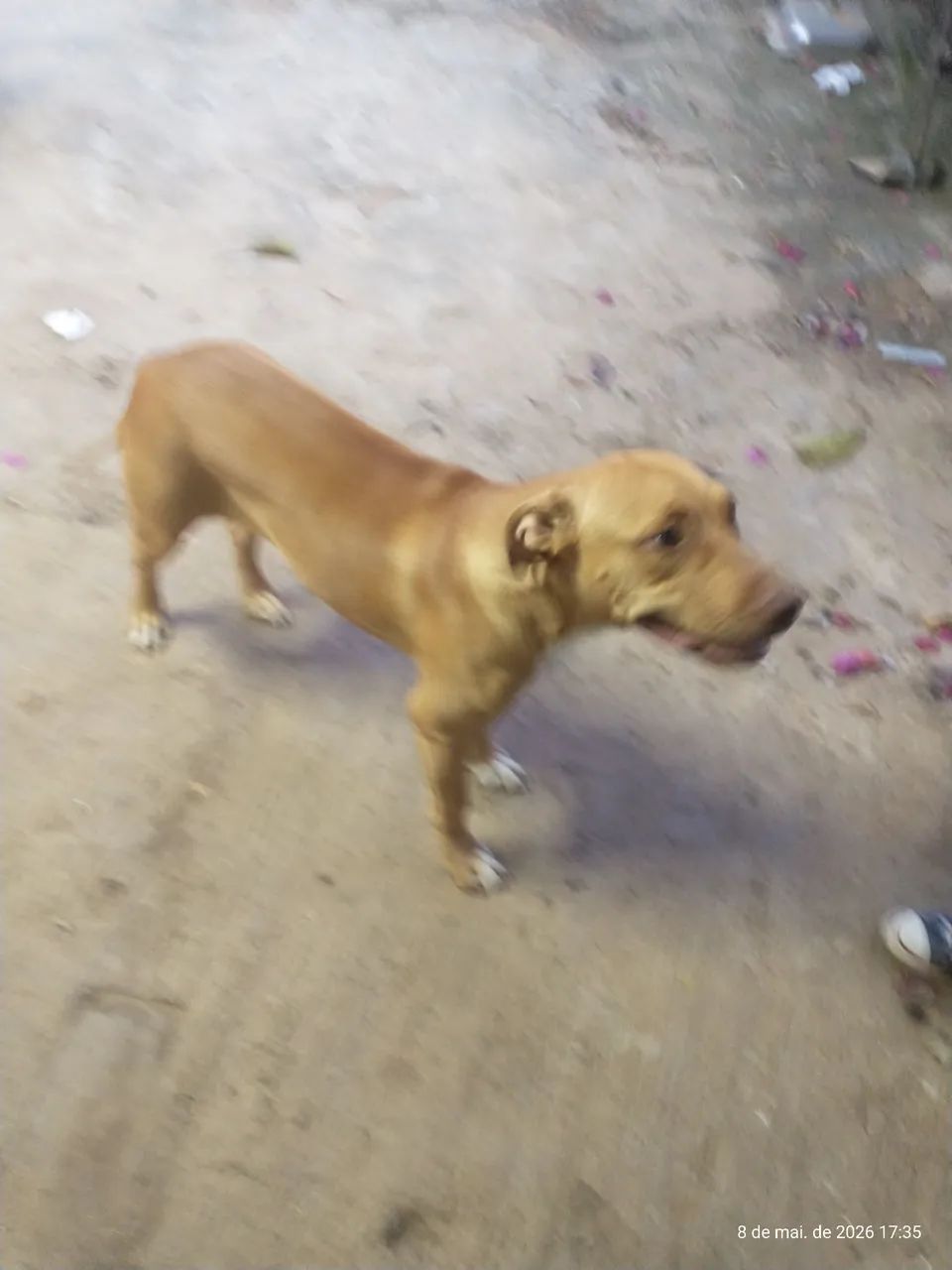 Pitbull Fêmea  - Foto 3