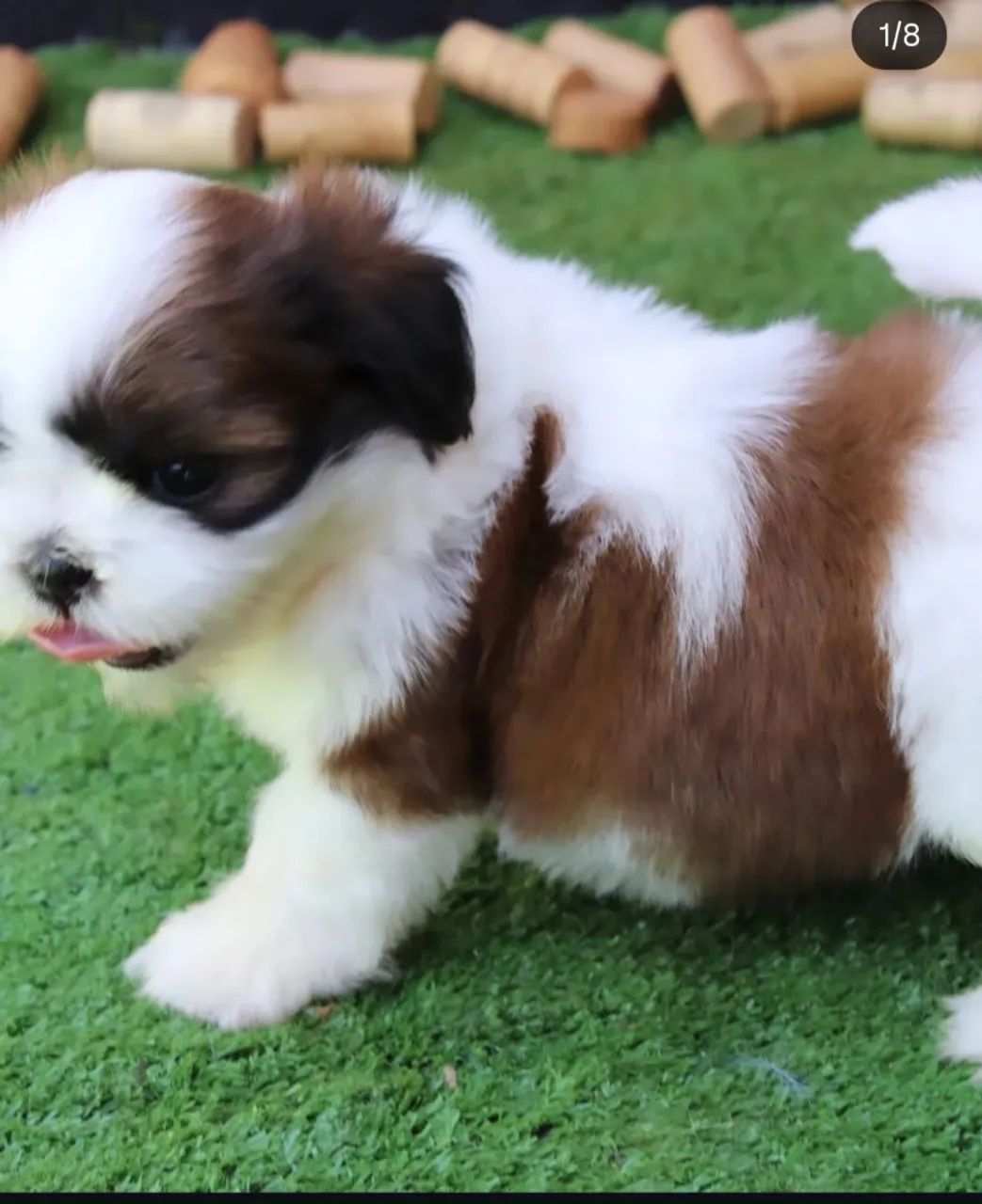 Shih tzu filhotes, com pedigree contrato de compra e venda vacinas conforme a idade 