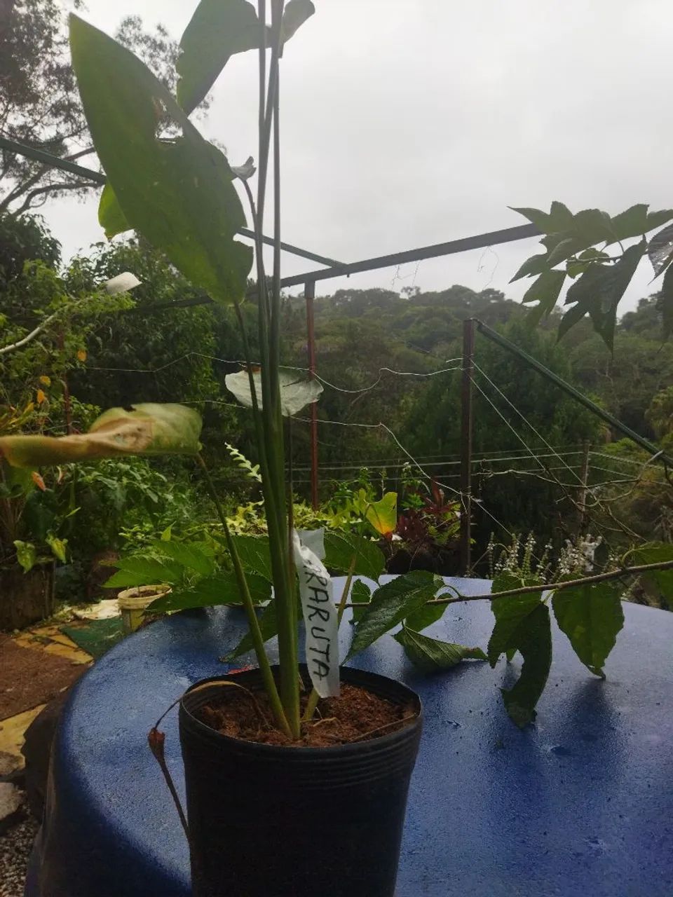 Raiz do polvilho, ARARUTA  - Foto 3