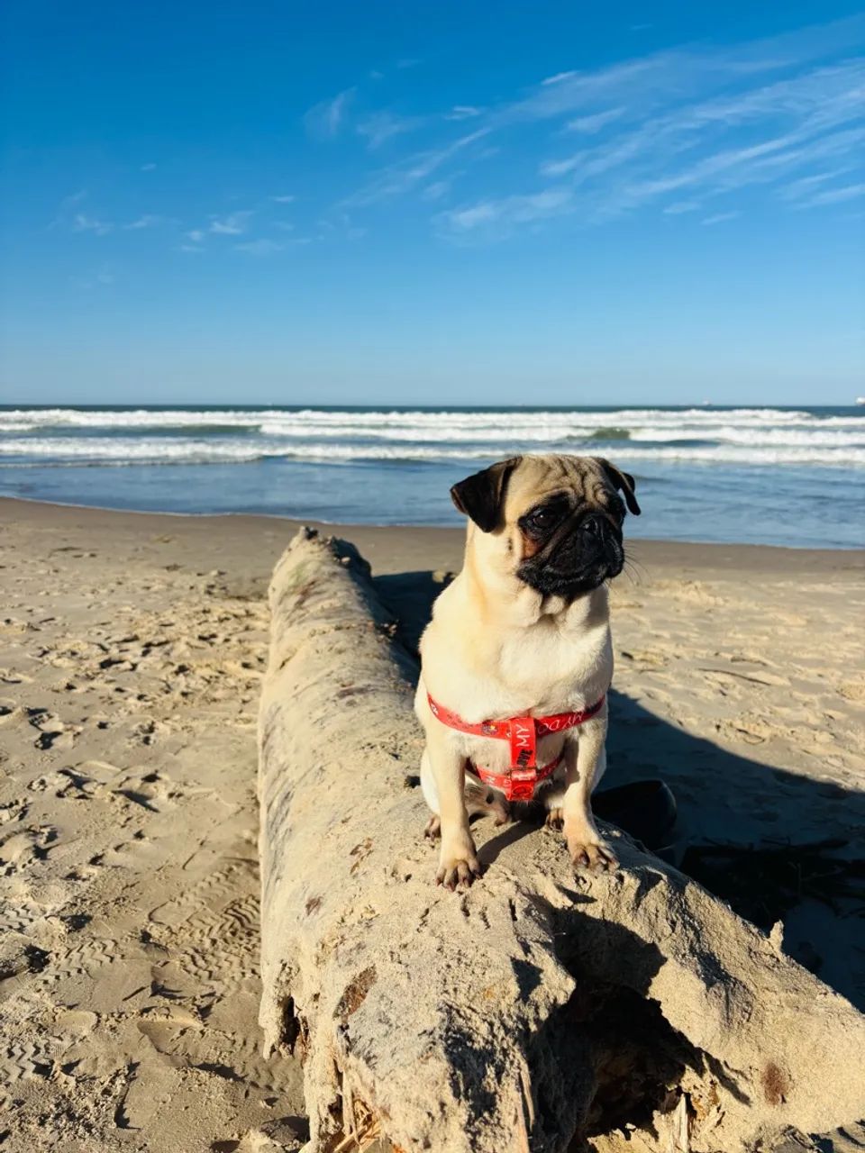Procuro Pug macho