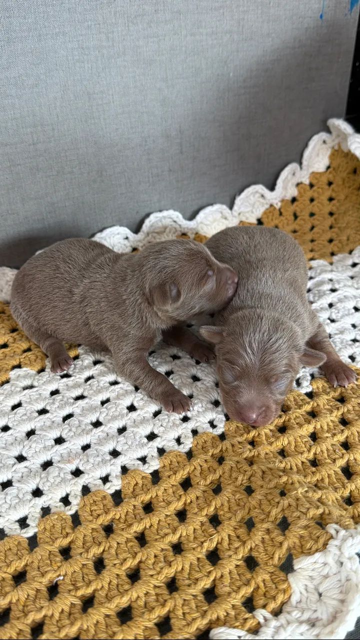 Pinscher Zero - Foto 2