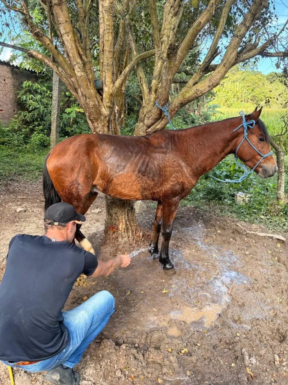 Cavalo Mangalarga Marchador Mineiro com Crioulo  - Foto 2