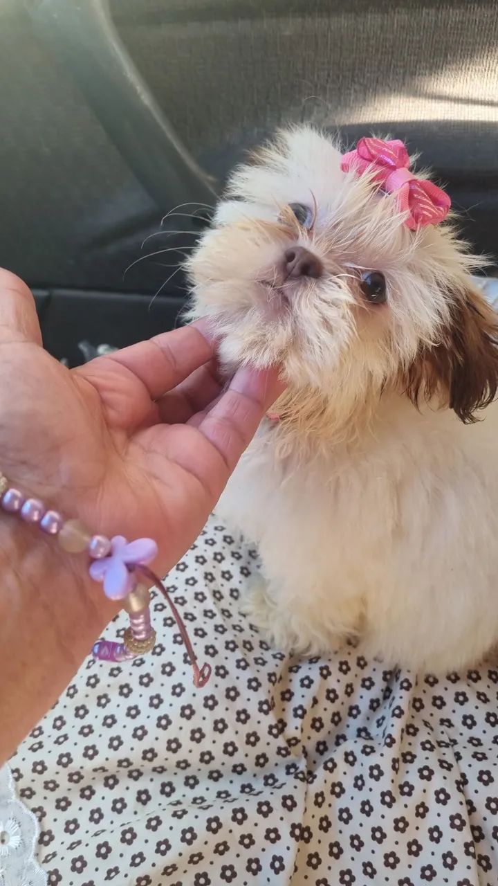 Shitzu 