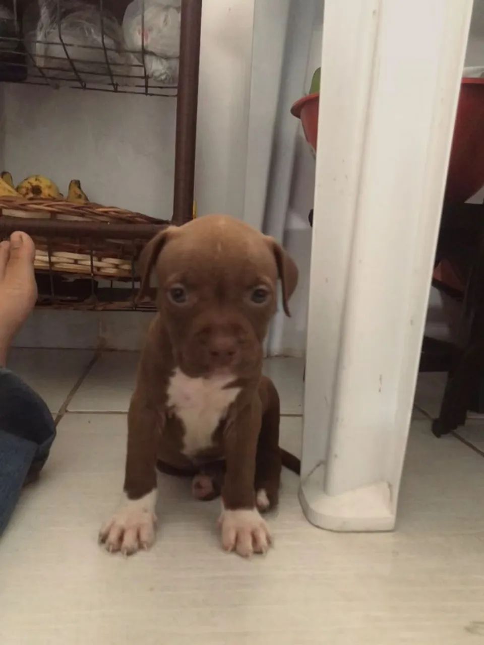 Pitbull Filhote  - Foto 2