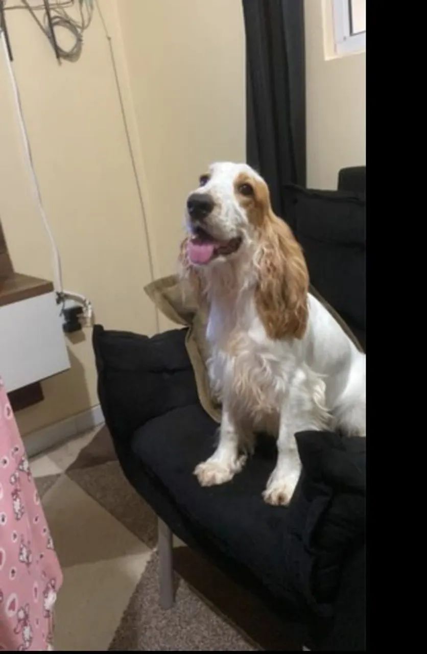 Filhotes de Cocker Spaniel  - Foto 3