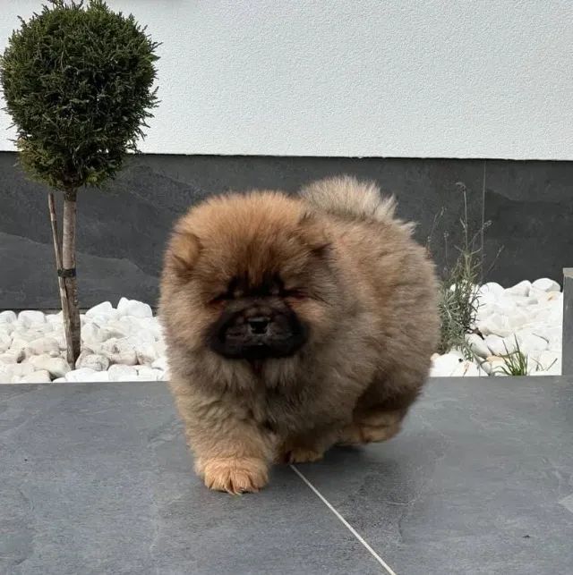 Filhotes de Chow Chow | Proteção e afeto
