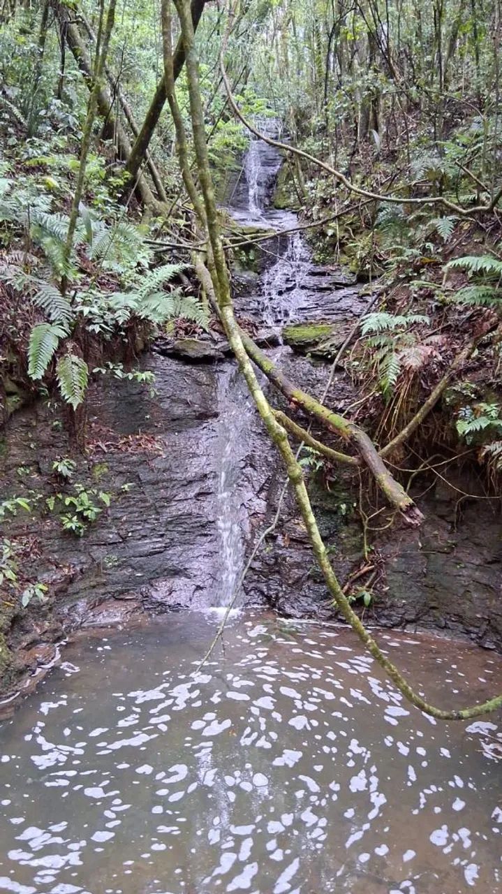 Chacara terreno area de terra colonia sao carlos lapa - Foto 3
