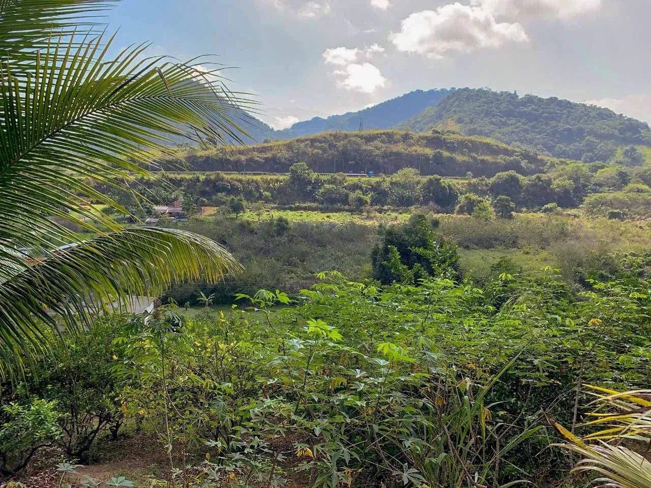 Sítio com plantação para venda